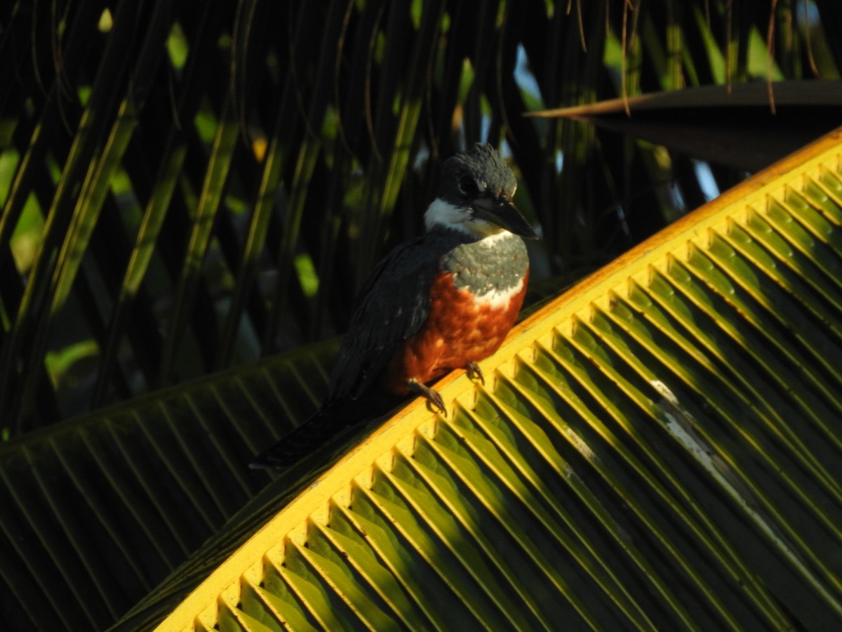 Ringed Kingfisher - ML358634501