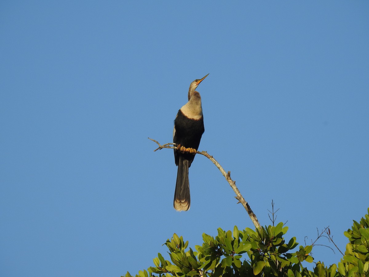 Anhinga - ML358634891