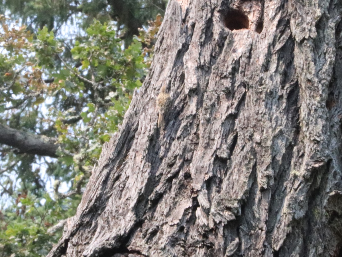 Brown Creeper - ML358635161