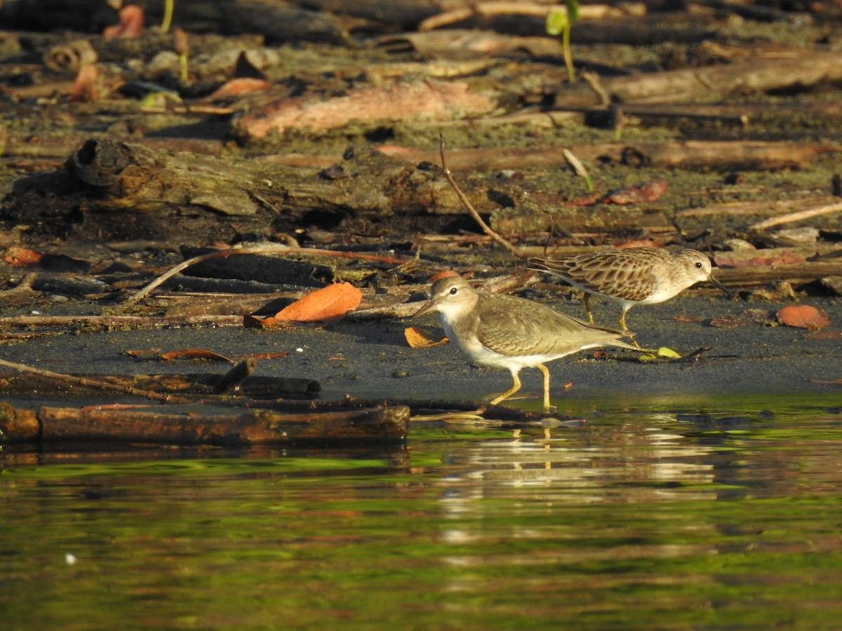 Least Sandpiper - ML358635331