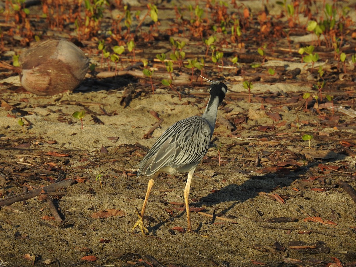 Yellow-crowned Night Heron - ML358635501