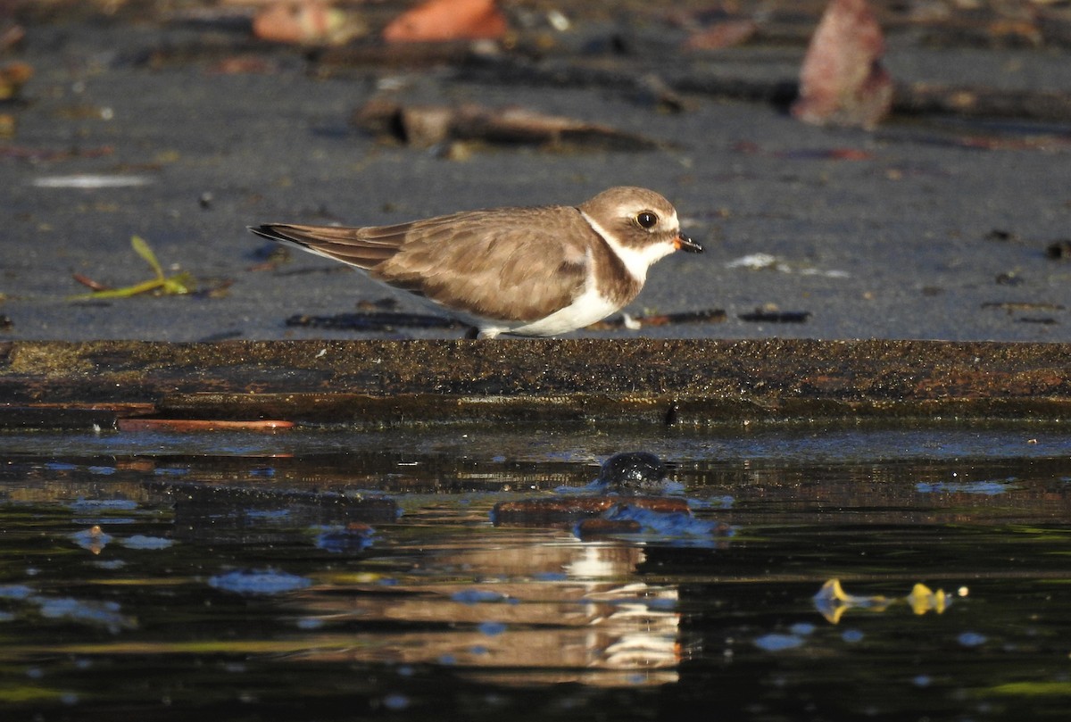 Semipalmated Plover - ML358635601