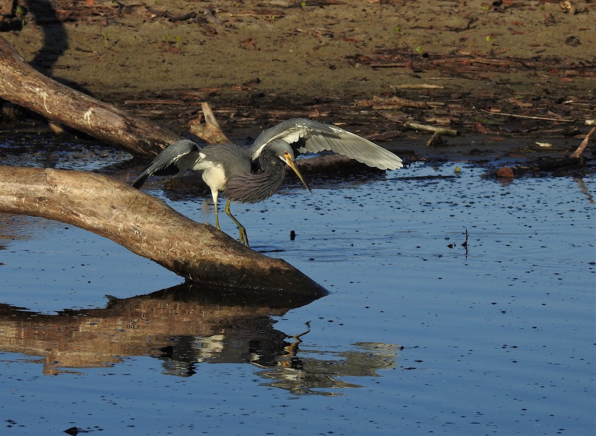 Tricolored Heron - ML358635781