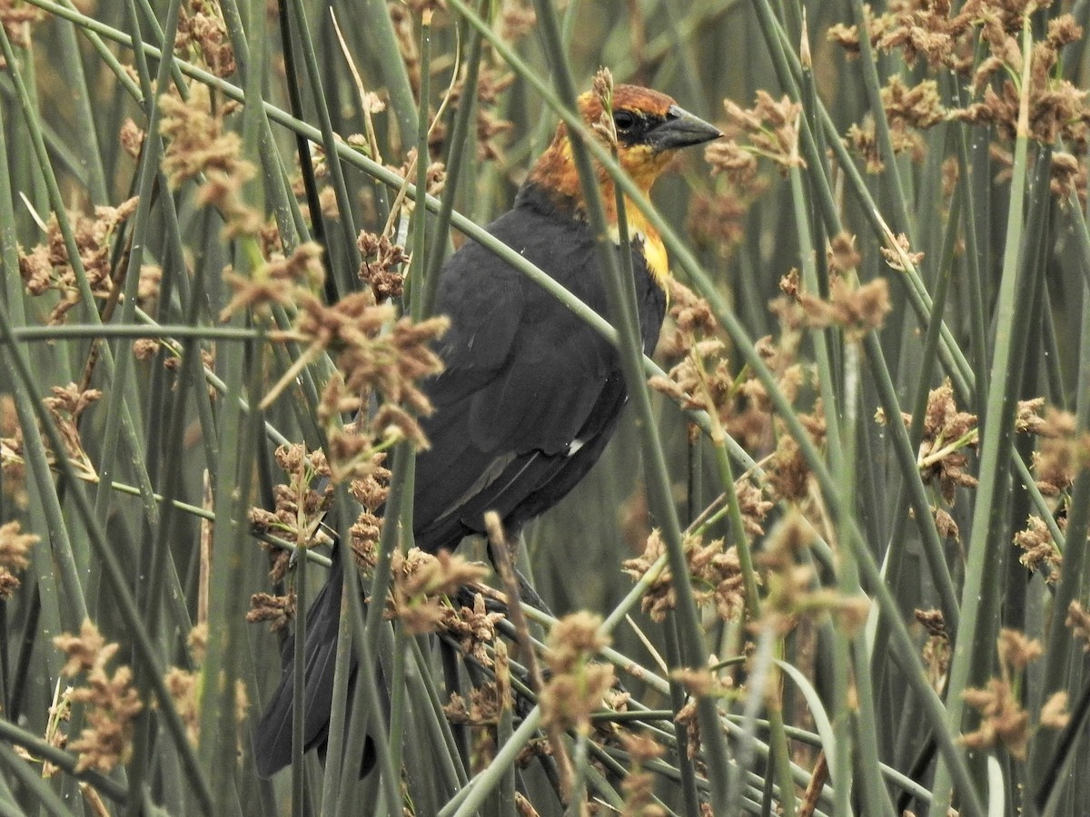 Yellow-headed Blackbird - ML358635961