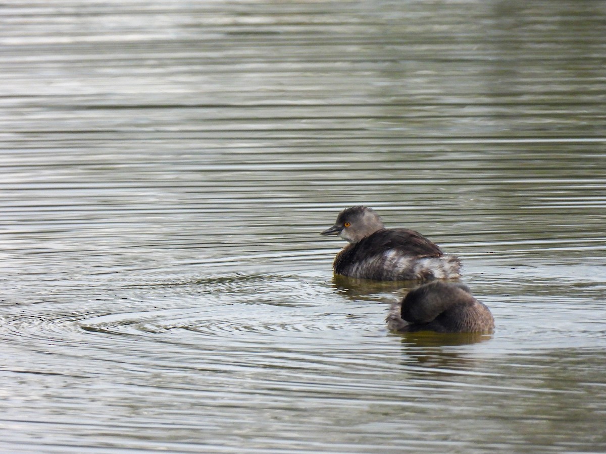 Least Grebe - ML358636041