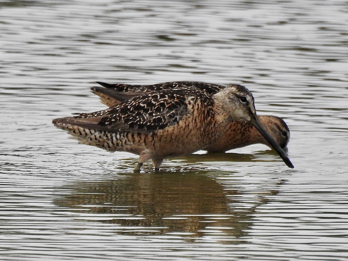 Long-billed Dowitcher - Sherry Beswetherick