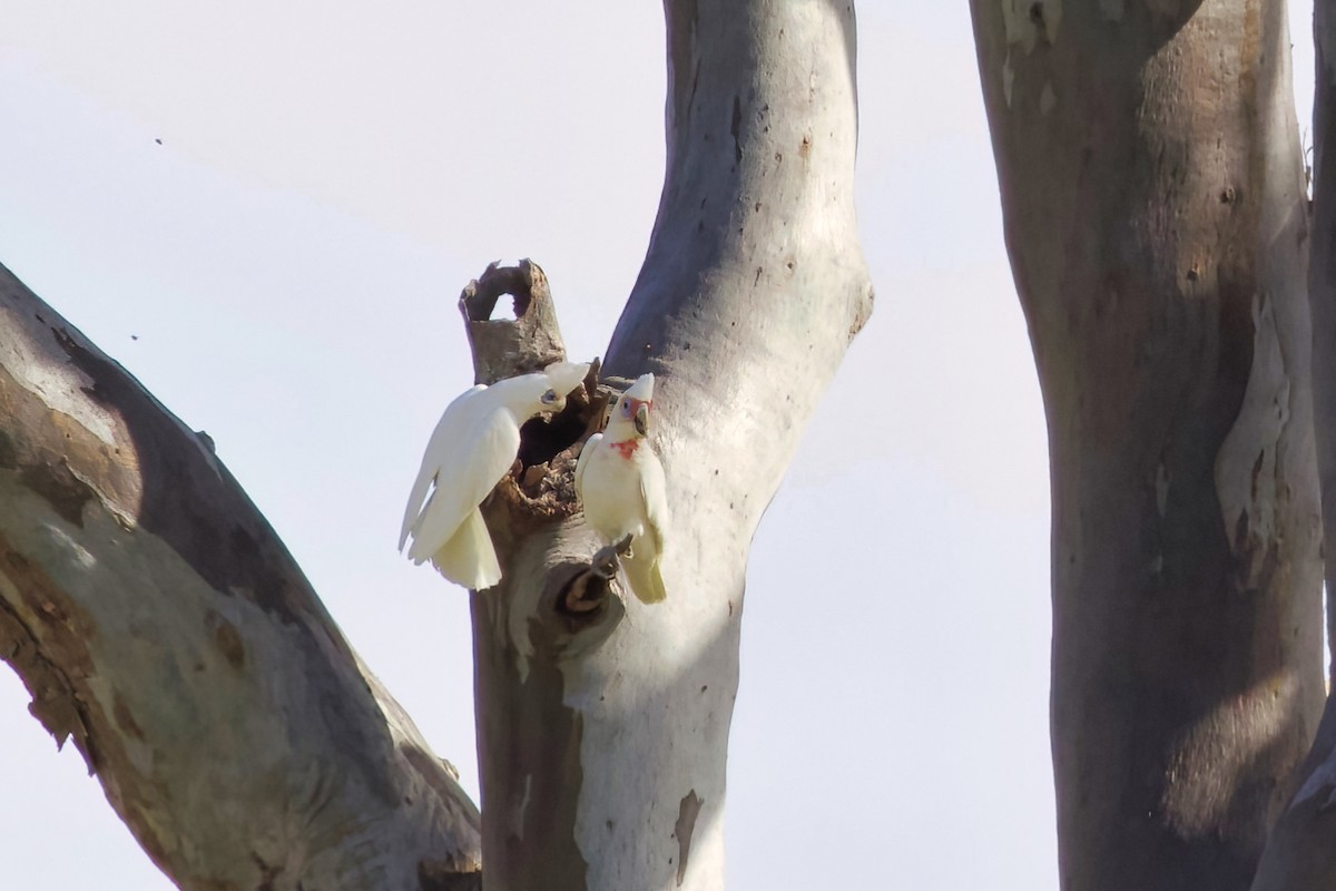 Long-billed Corella - ML358636251