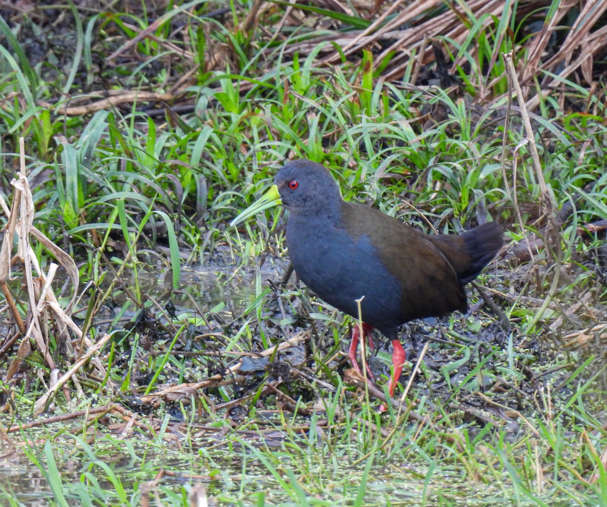 Blackish Rail - ML358636411