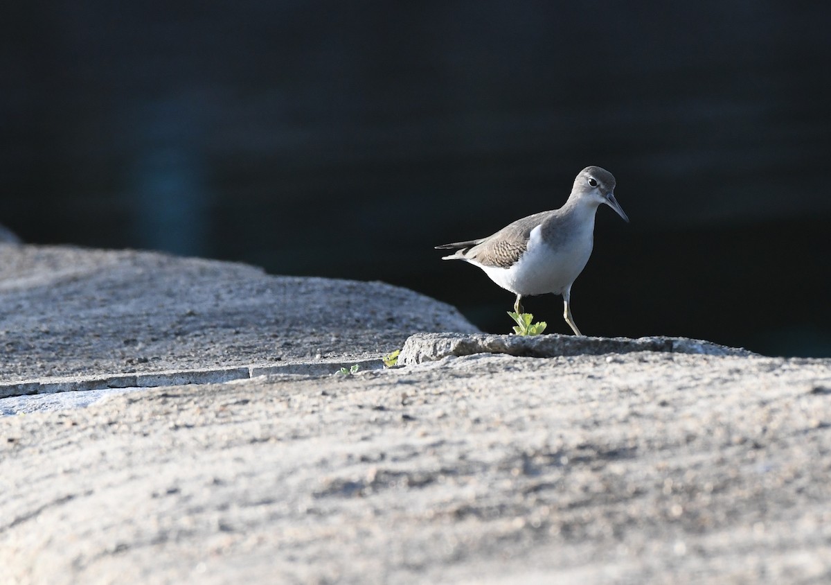 Spotted Sandpiper - Joseph Walston