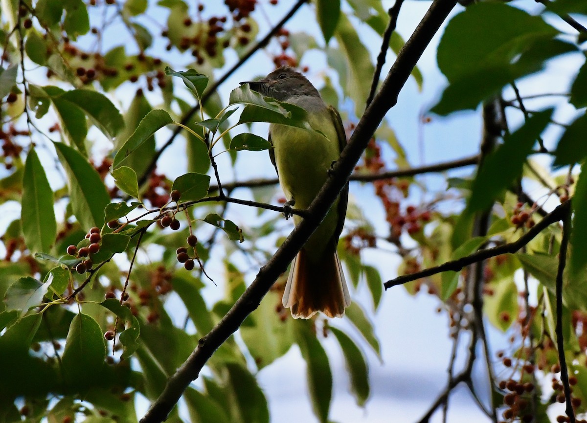 Great Crested Flycatcher - ML358637161