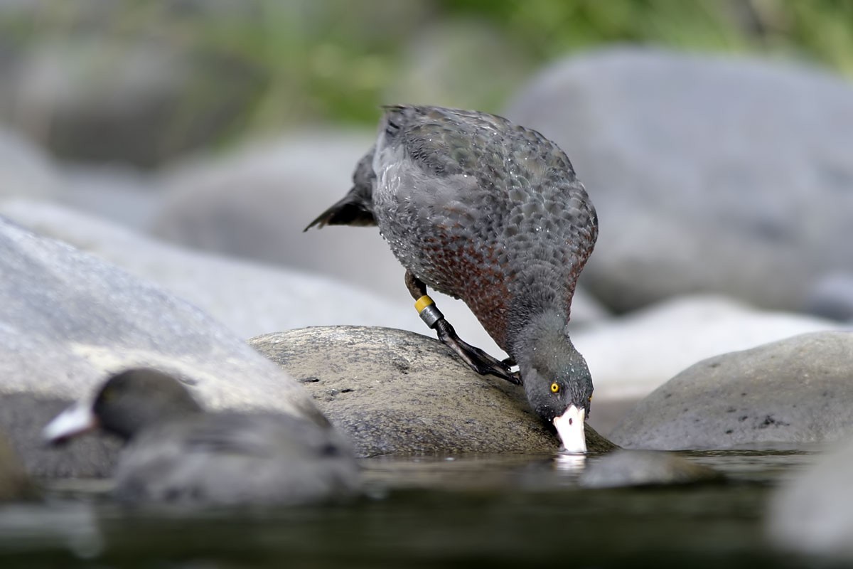 Blue Duck - ML35863761