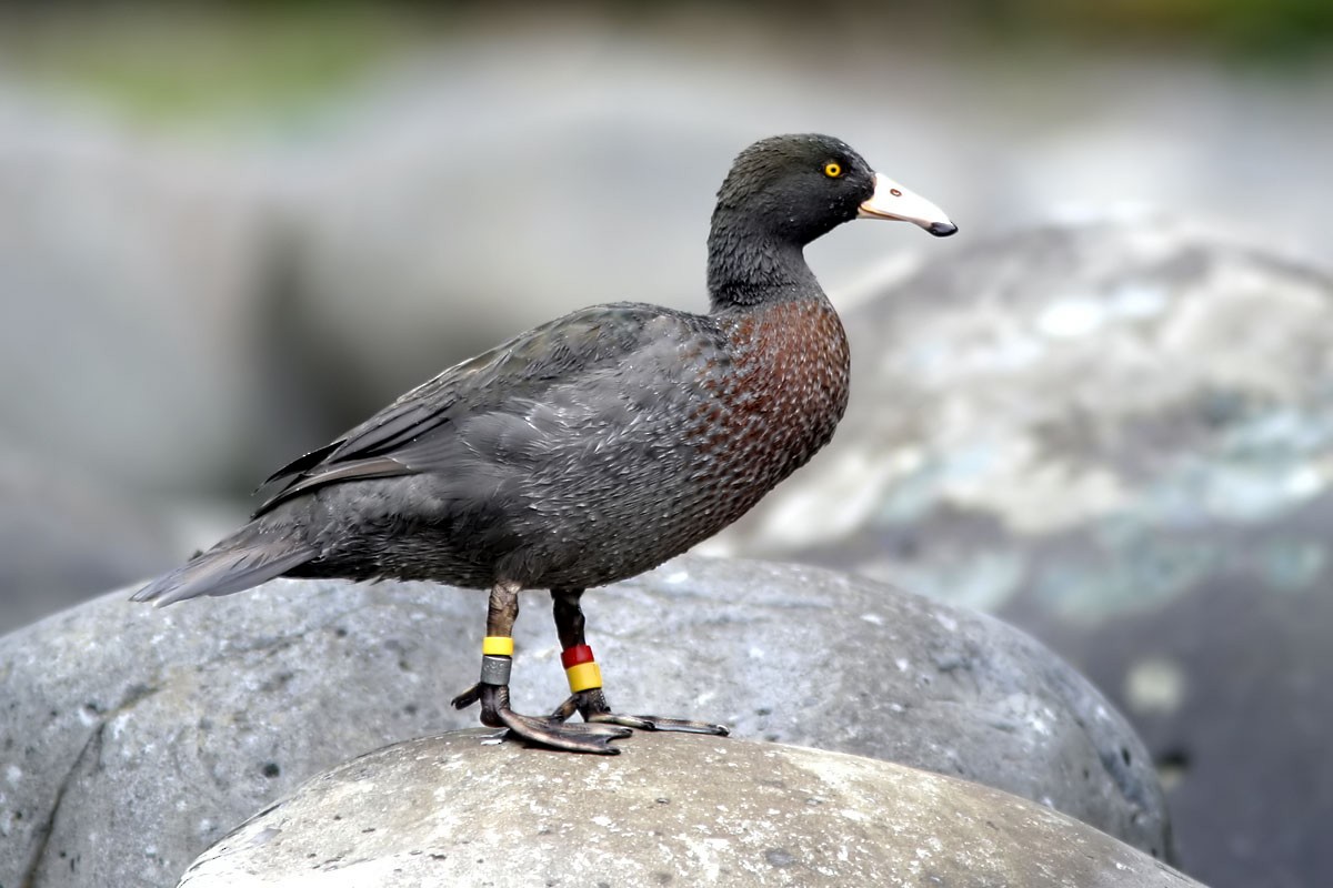 Blue Duck - ML35863771