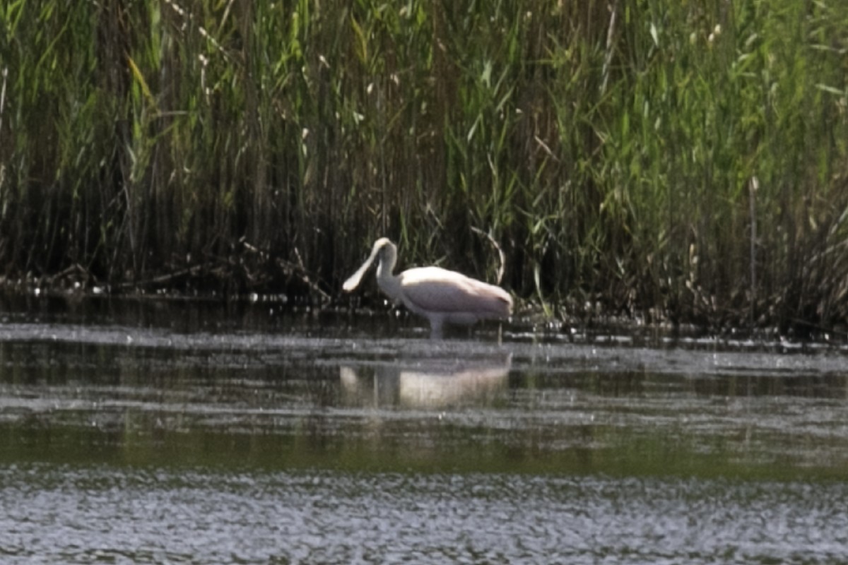 Roseate Spoonbill - ML358638931