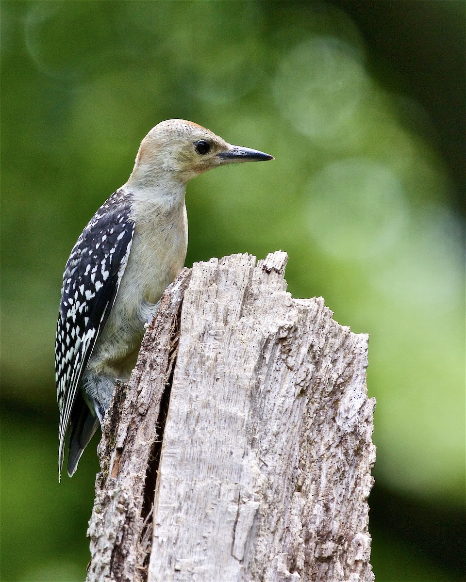 Red-bellied Woodpecker - ML358639781