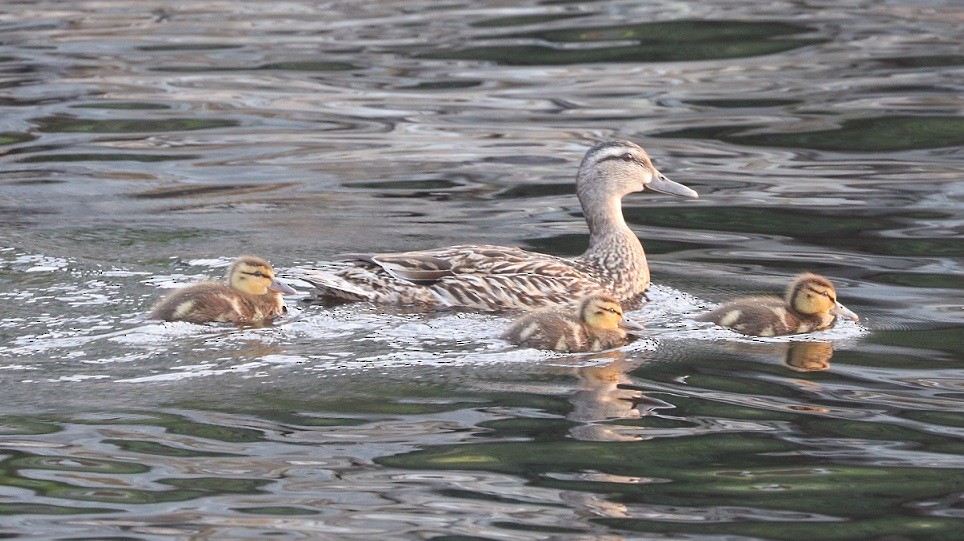 Mallard - A. Gary Reid