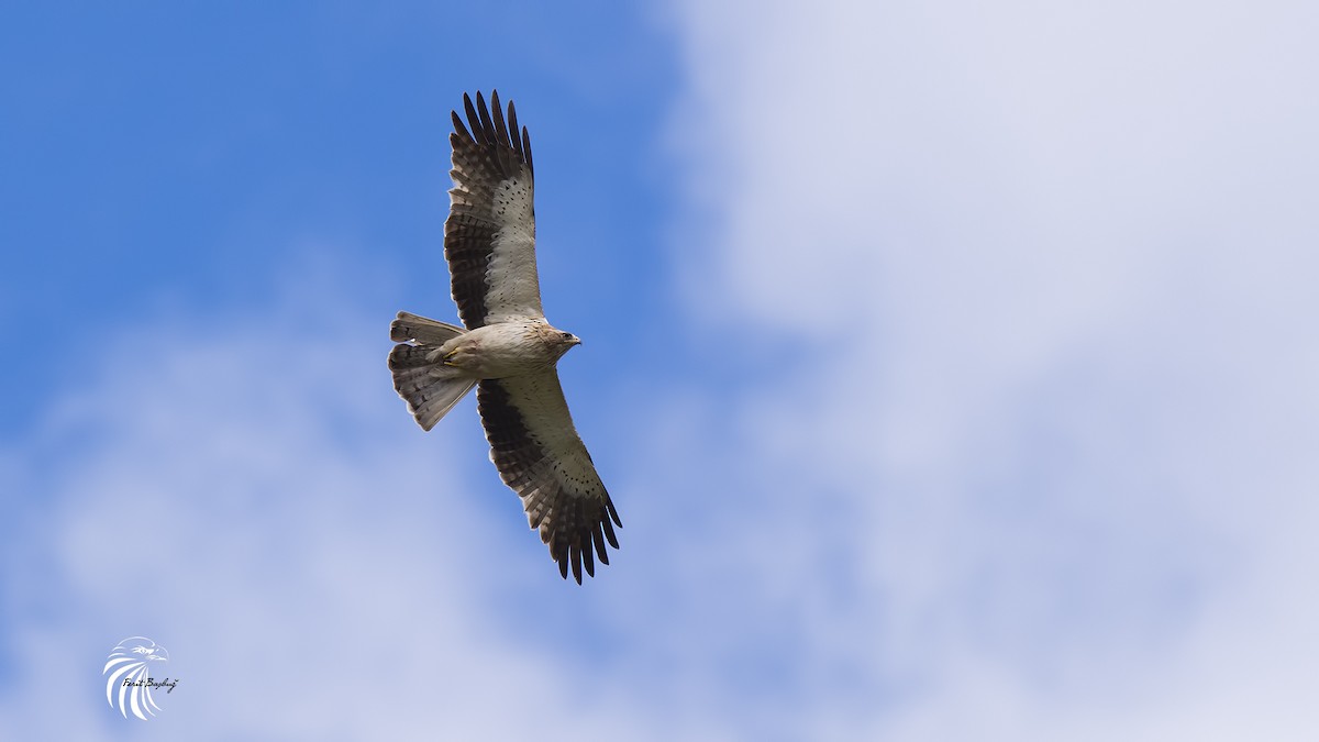 Booted Eagle - ML35864121