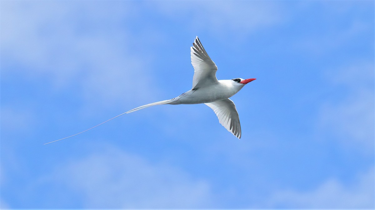 Red-billed Tropicbird - ML358641881