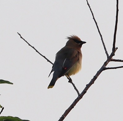 Cedar Waxwing - ML358643611