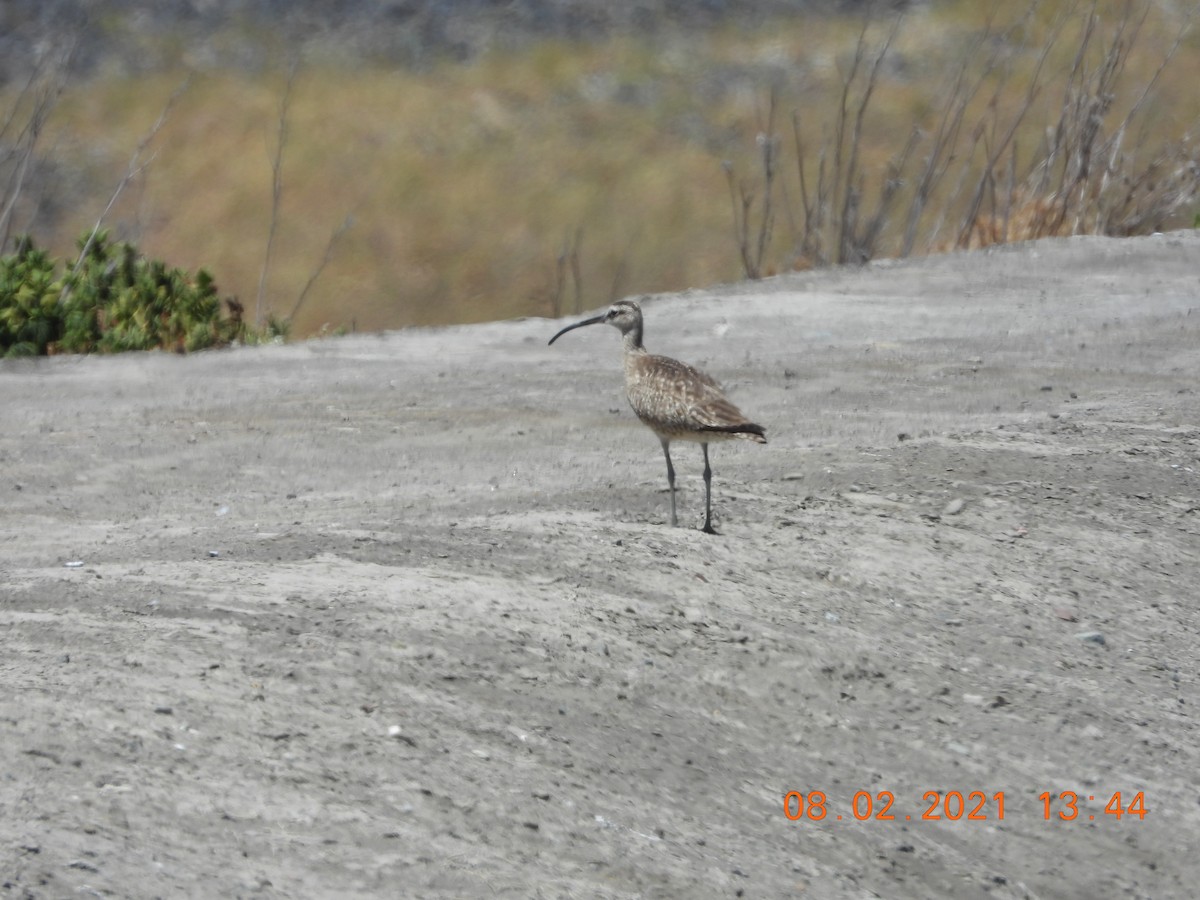 Regenbrachvogel - ML358644101