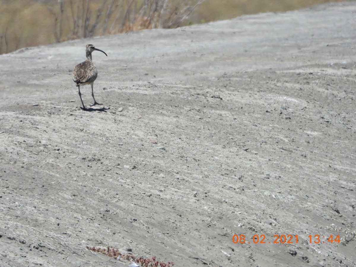 Whimbrel - ML358644131