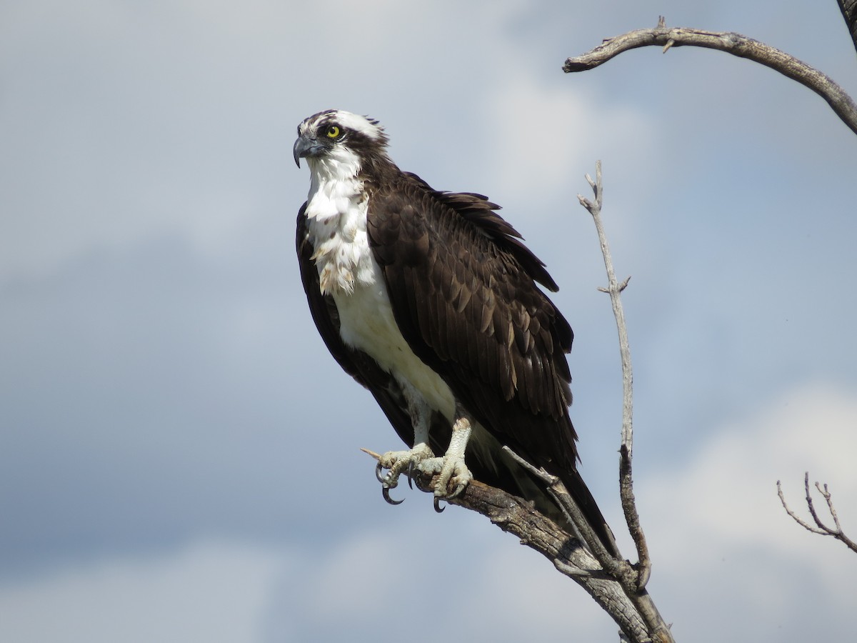 Osprey - Brian Maxfield