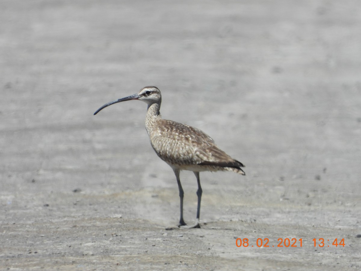 Whimbrel - ML358644161