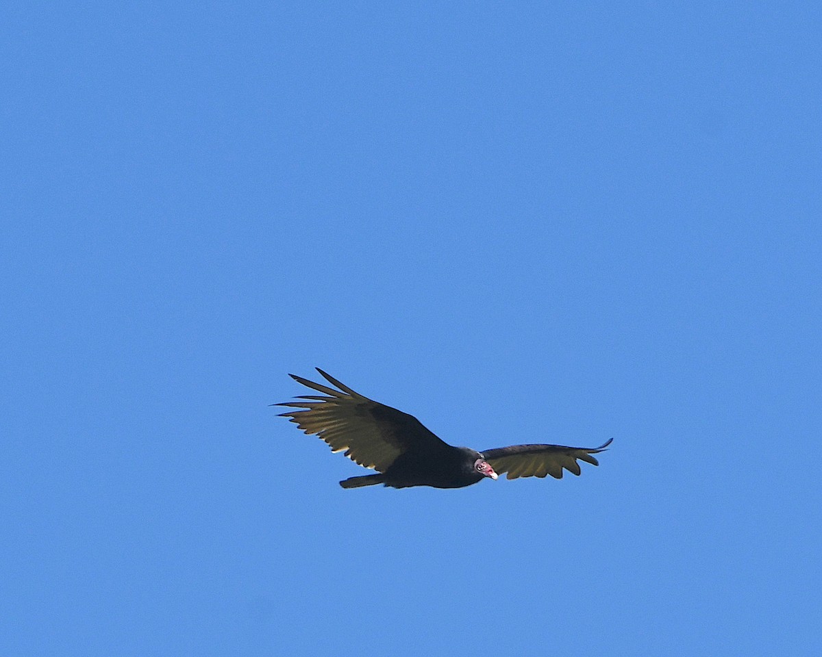 kondor krocanovitý (ssp. aura/septentrionalis) - ML358645221