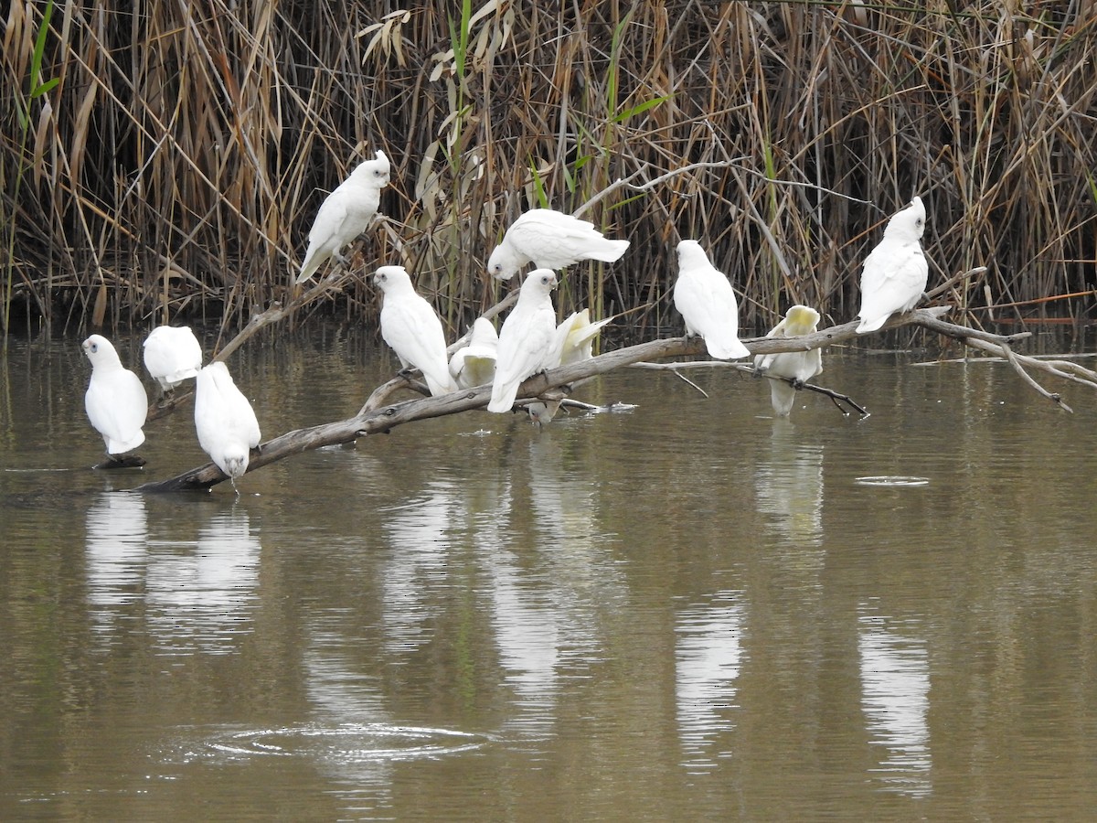 kakadu naholící - ML358646331