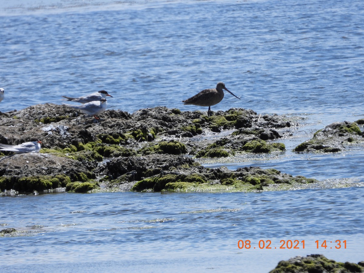 Marbled Godwit - ML358646801