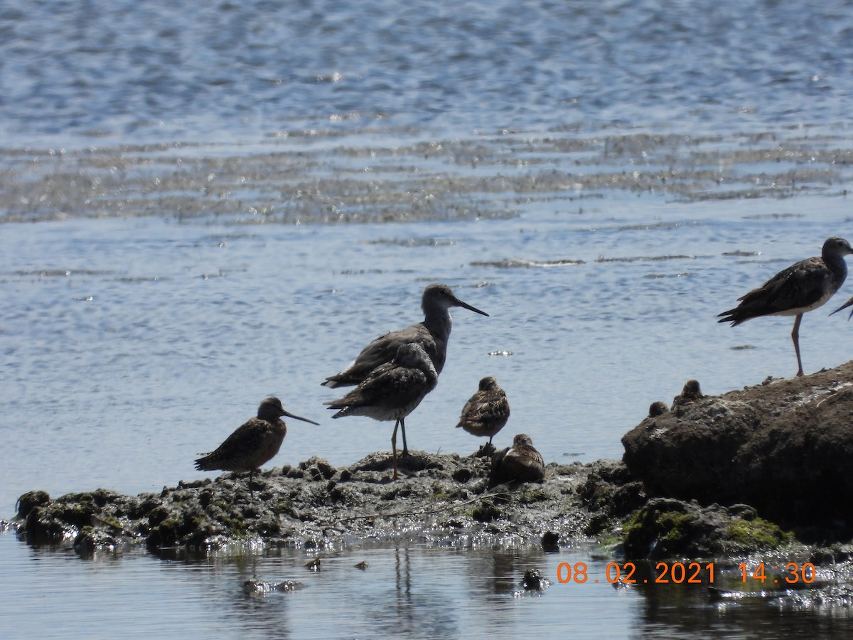 Long-billed Dowitcher - ML358646861