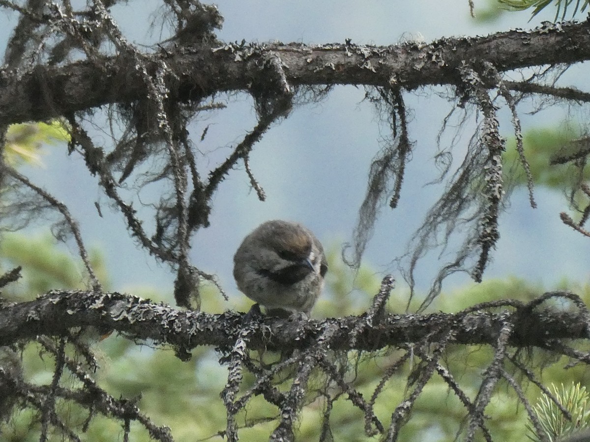 Boreal Chickadee - ML358647881