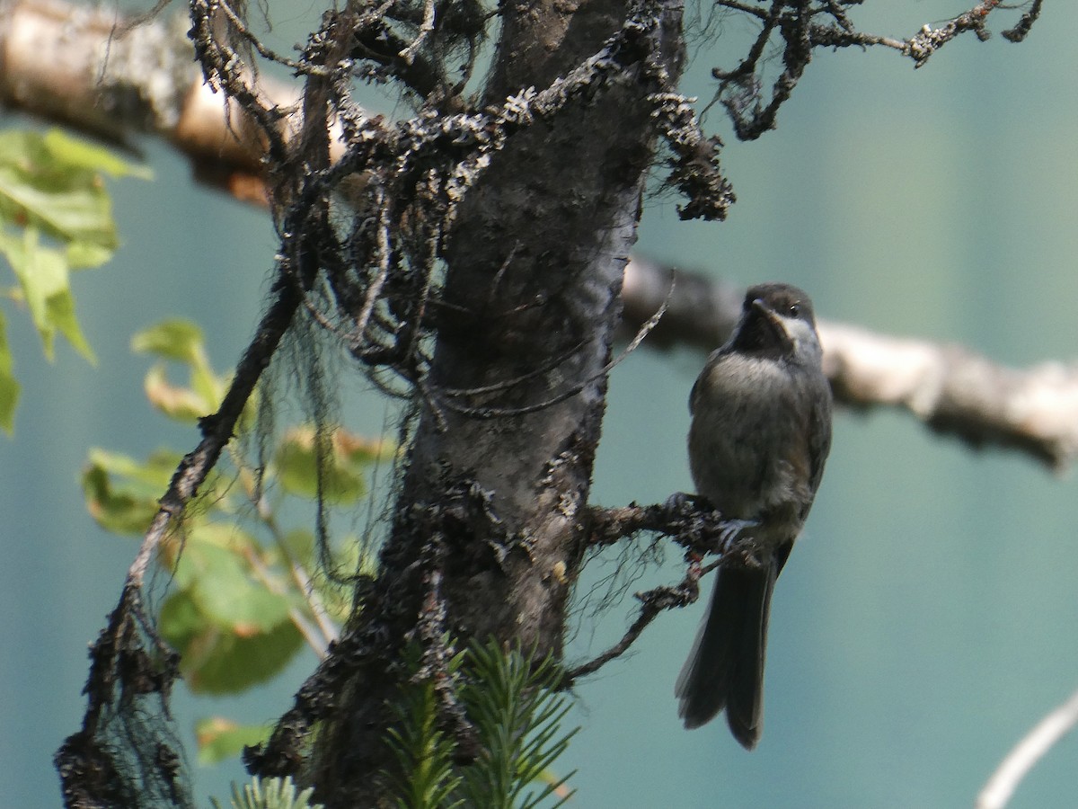 Boreal Chickadee - ML358648001