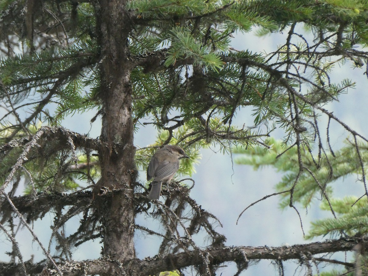 Boreal Chickadee - ML358648271