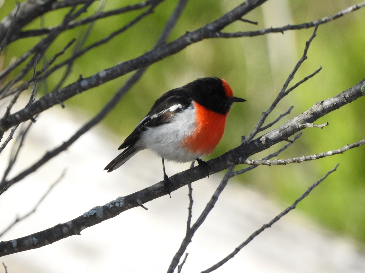 Red-capped Robin - ML358648461