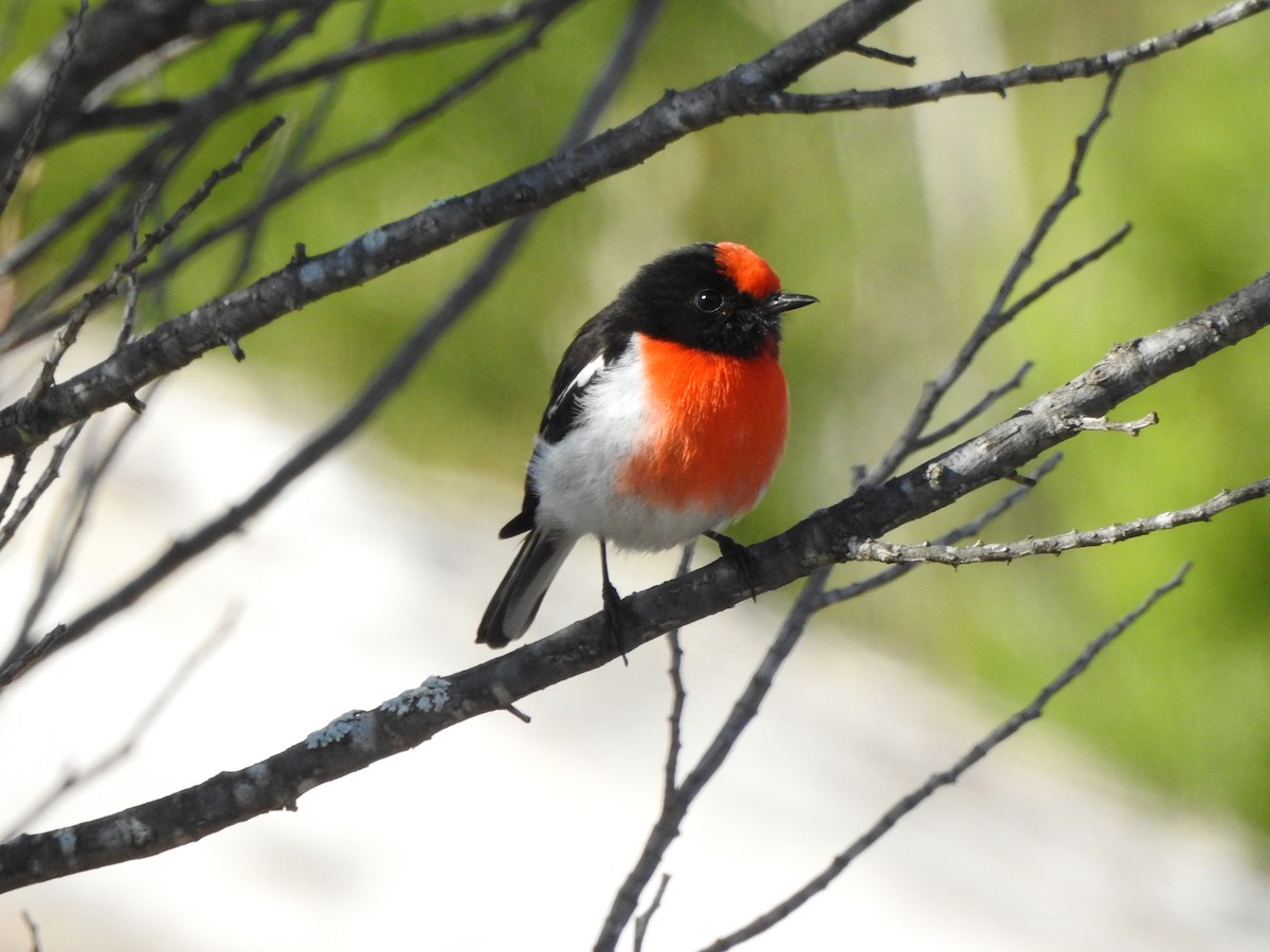 Red-capped Robin - ML358648481