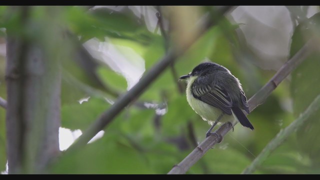 Common Tody-Flycatcher - ML358649631