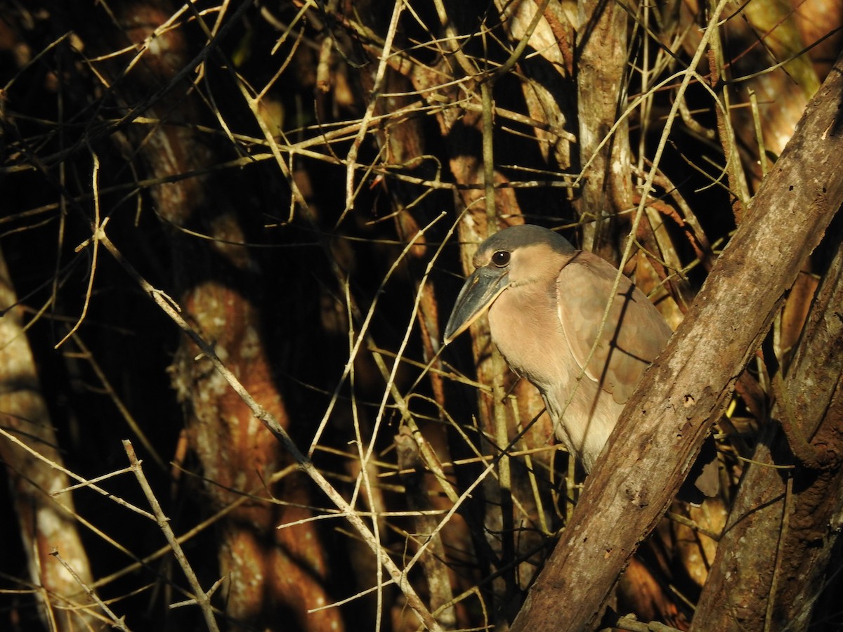 Boat-billed Heron - ML358649651