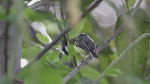 Common Tody-Flycatcher - ML358649731