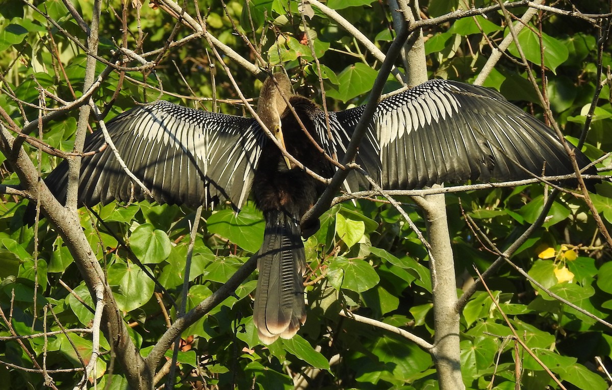 Anhinga - ML358650341