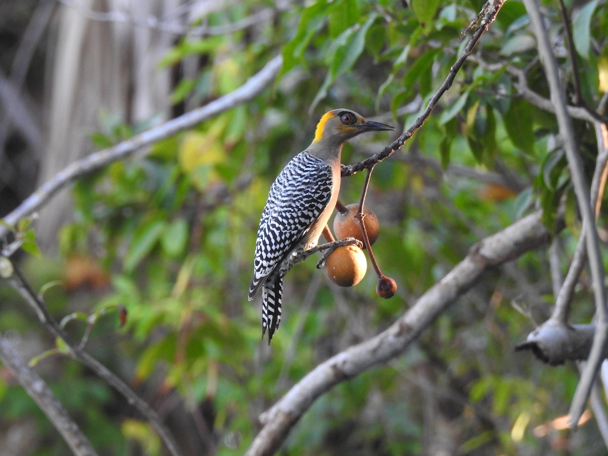 Golden-cheeked Woodpecker - ML358650681