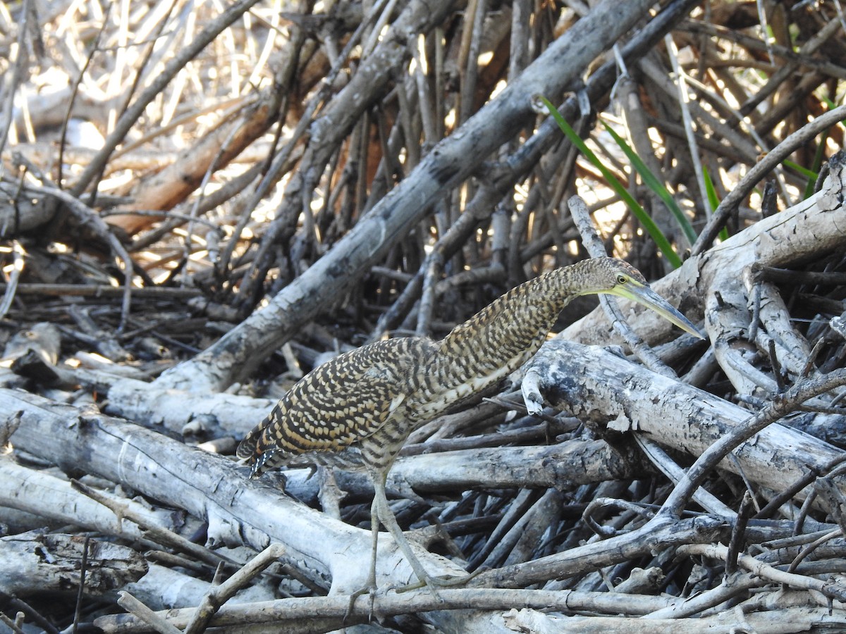 Bare-throated Tiger-Heron - ML358651321