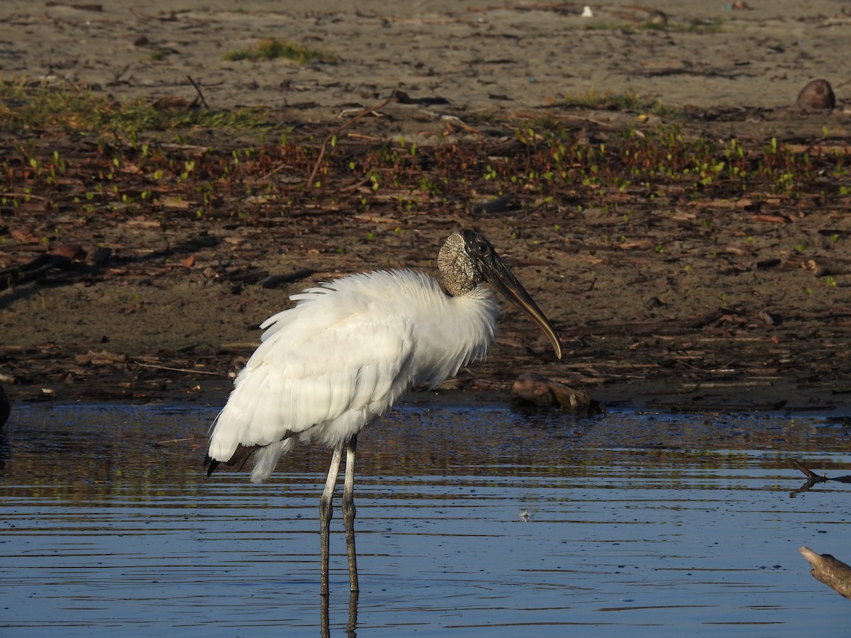 Wood Stork - ML358652031