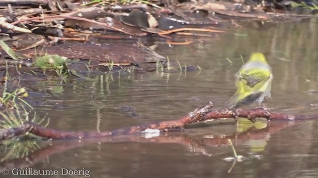 Graumantel-Brillenvogel - ML358652051