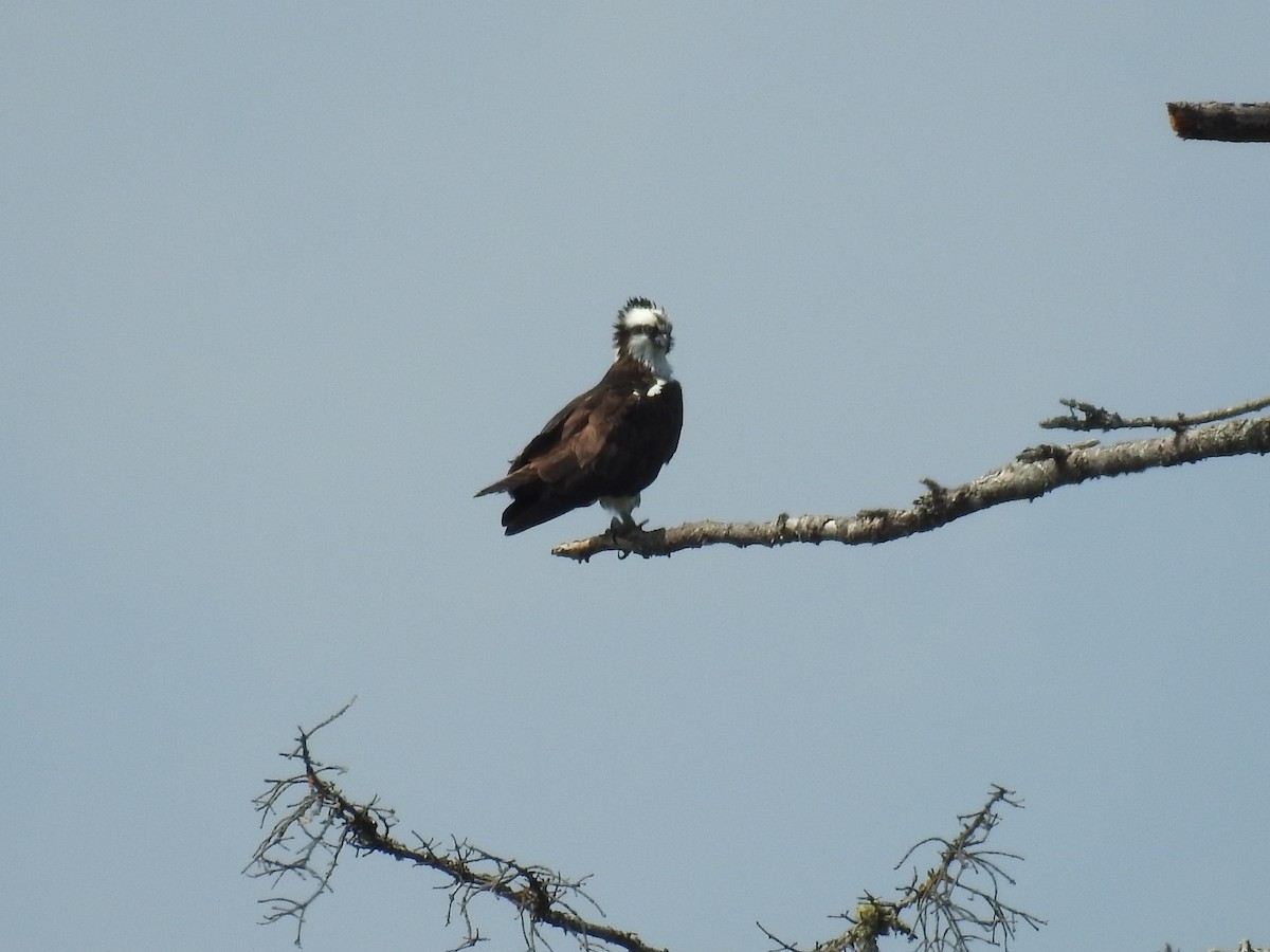 Osprey - ML358652491