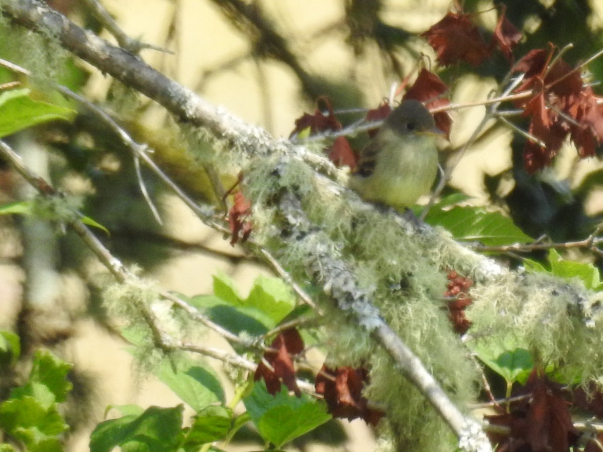 Western Flycatcher (Pacific-slope) - ML358652531