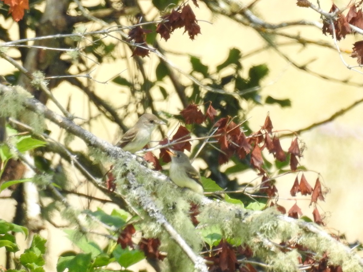 Western Flycatcher (Pacific-slope) - ML358652551