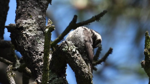 Strickland's Woodpecker - ML358652561