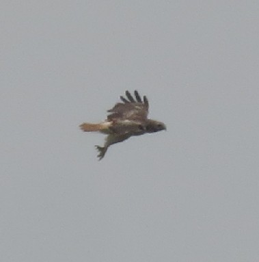 Red-tailed Hawk - ML358653801