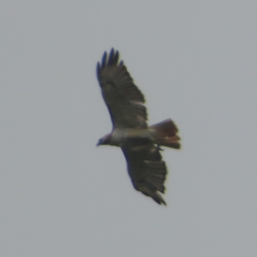 Red-tailed Hawk - ML358653811