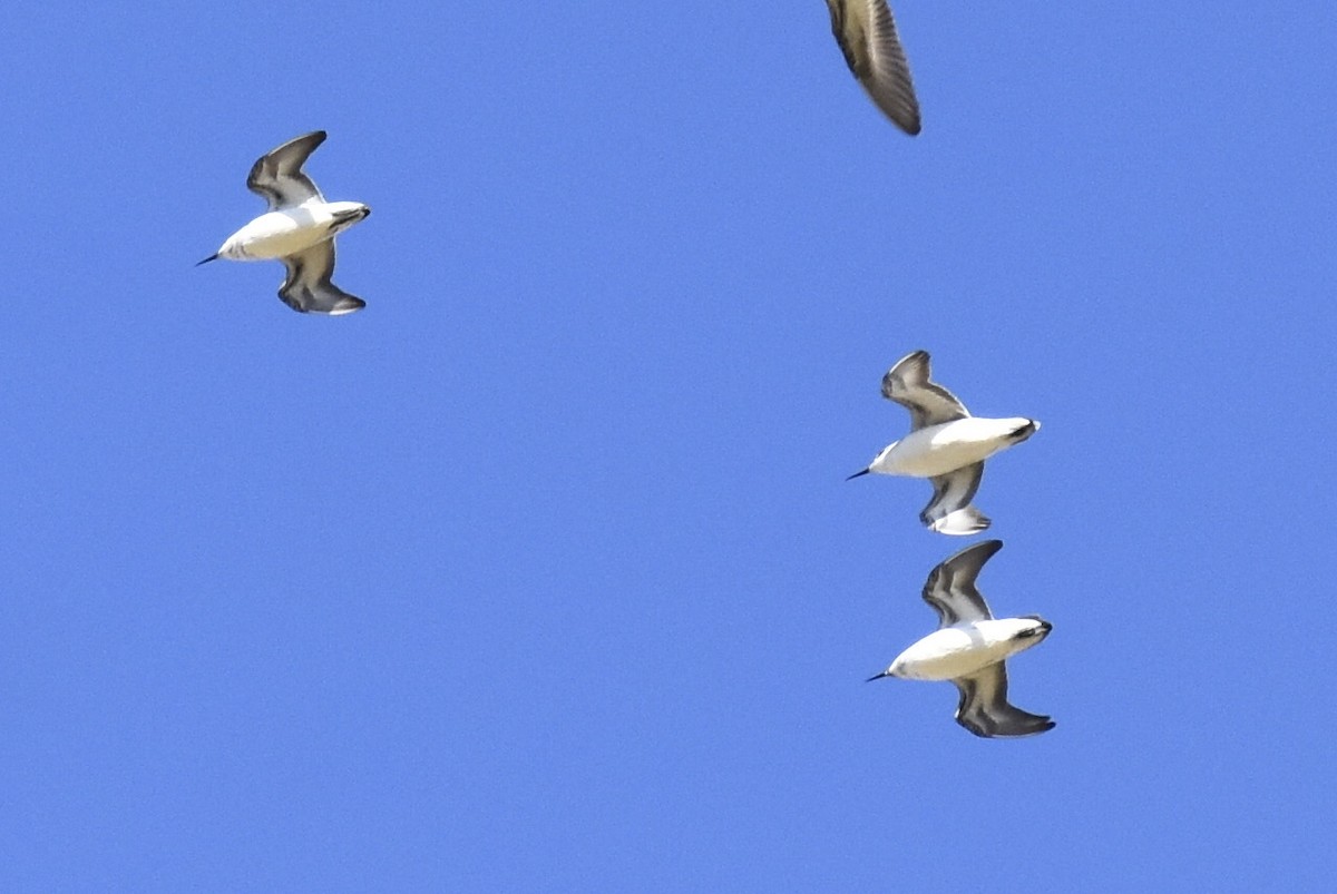 Phalarope à bec étroit - ML358654171